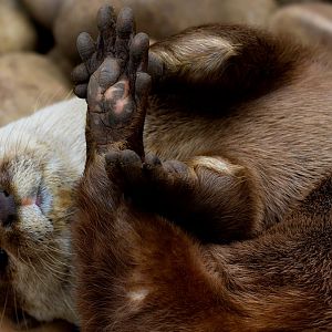 Oriental small clawed otter