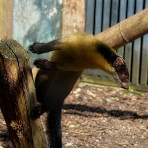 Yellow Throated Marten