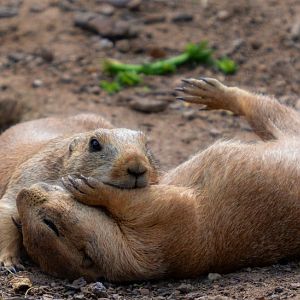 black-tailed prairie dog