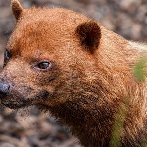Bush Dog