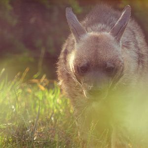 Striped hyaena