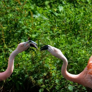 Chilean Flamingo's