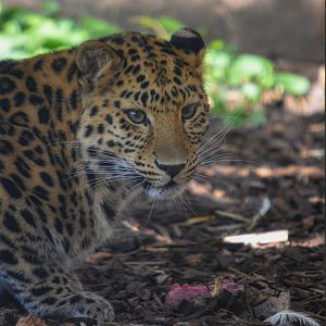 Amur Leopard