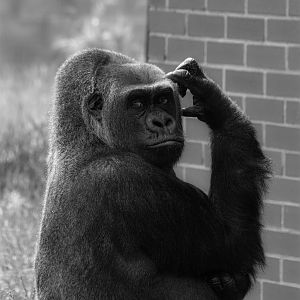 western lowland gorilla