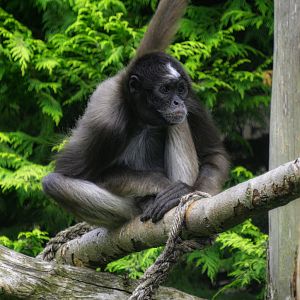 Variegated spider monkey