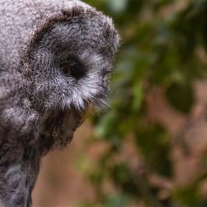Grey Owl