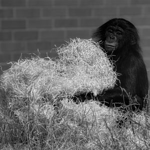 Young Bonobo