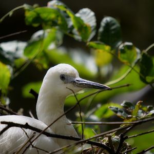 Little Egret