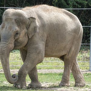 Asiatic Elephant
