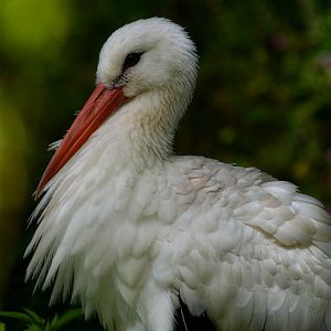 White Stork