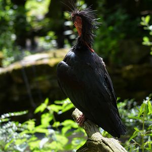 northern bald ibis