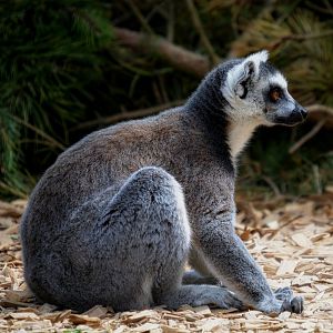 Ring Tailed Lemur