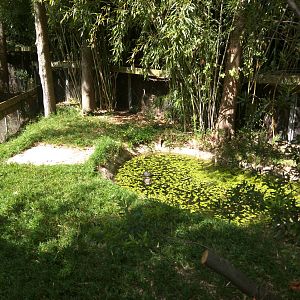 Chinese alligator outdoor exhibit