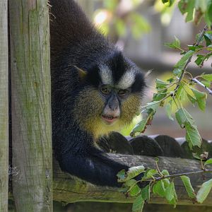 Crowned Guenon