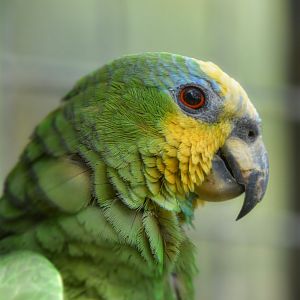 Orange Winged Amazon?