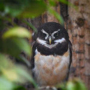 Spectacled owl