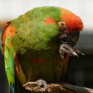 red-fronted macaw