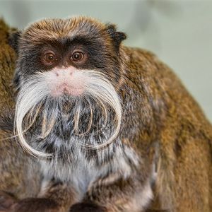 Emperor tamarin