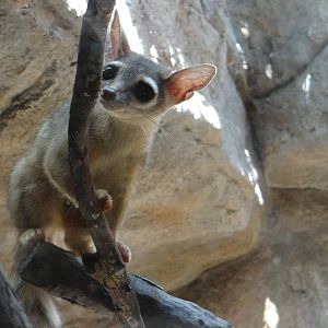 Ring tail cat