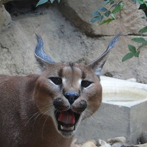Caracal