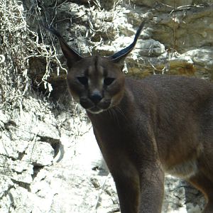 Caracal