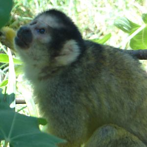 Squirrel monkey