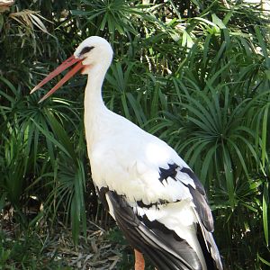 White stork