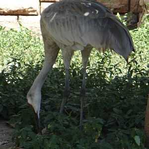 Sandhill crane