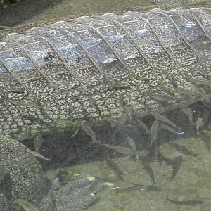 Fish with gharial