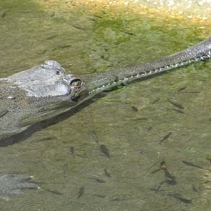 Gharial