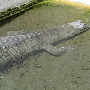 Gharial with fish