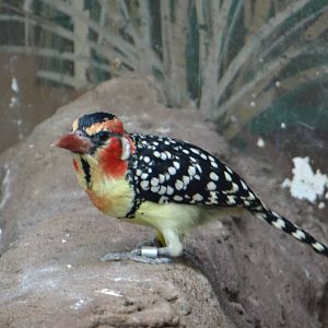 Red and yellow barbet(?)