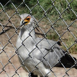 Secretary bird