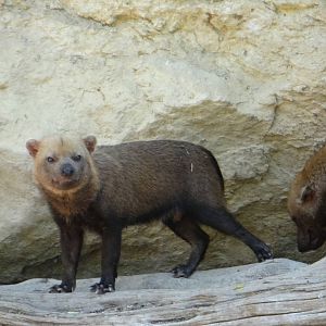 Bush dog