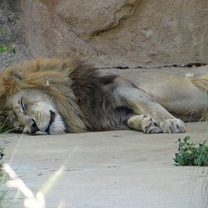 African lion