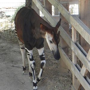 Okapi