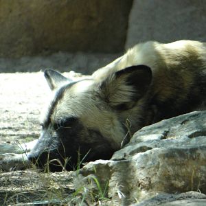 African wild dog