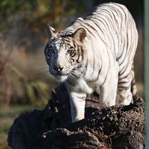 white tiger