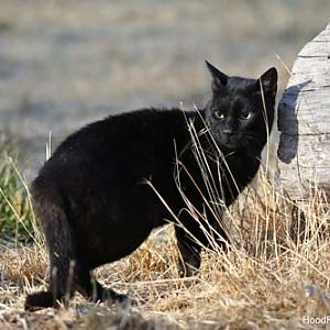 melanistic wildcat