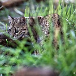 geoffroys cat