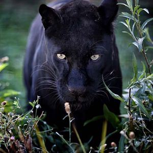 black leopard