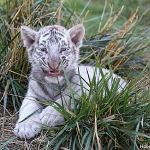 tiger cub