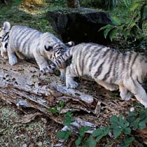tiger cubs
