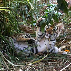 tiger cub