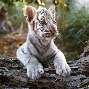 tiger cub