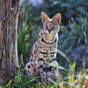 serval