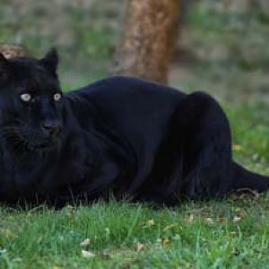 black leopard