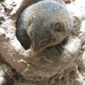 Dwarf Mongoose