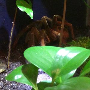Goliath Bird eating Tarantula