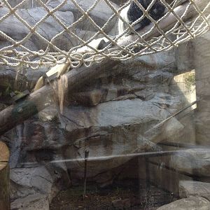 Black and white Colubus on display now